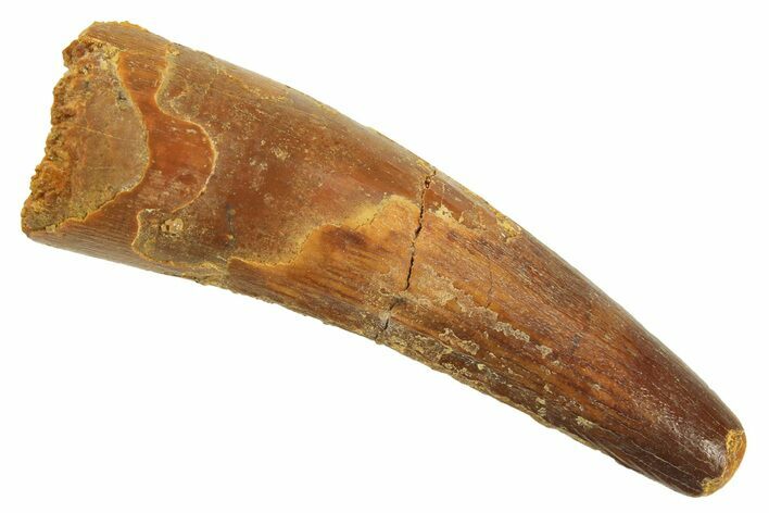 Fossil Spinosaurus Tooth - Real Dinosaur Tooth #296932